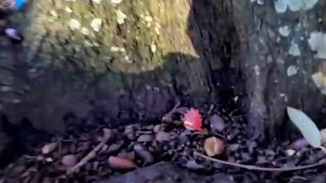 Прогулка в парке, нашли игрушку с сюрпризом под деревом смотреть онлайн