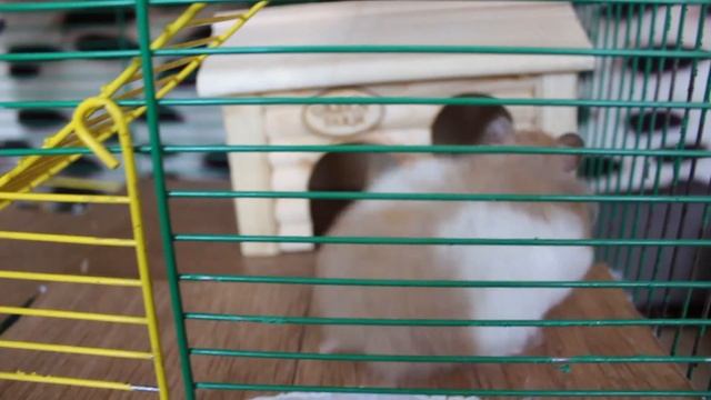 Уборка в клетке у песчанок и хомяка смотреть онлайн