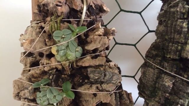 Орхидея на блоке. Мой уход заборками с орхидеями. Орхидеи для террариума. смотреть онлайн