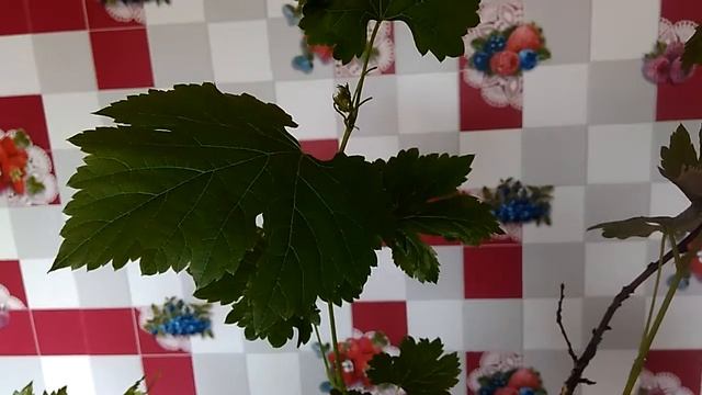 Саженец винограда Велика остановился в росте. смотреть онлайн
