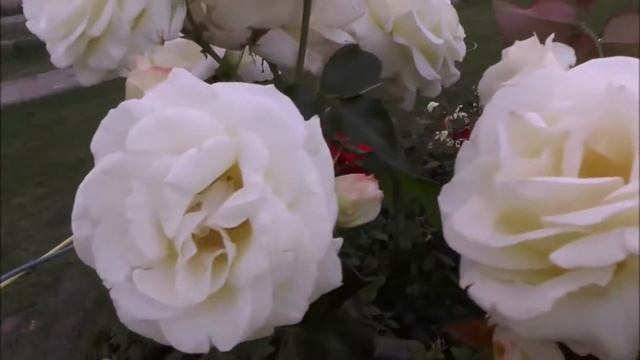 Сказание о розах смотреть онлайн