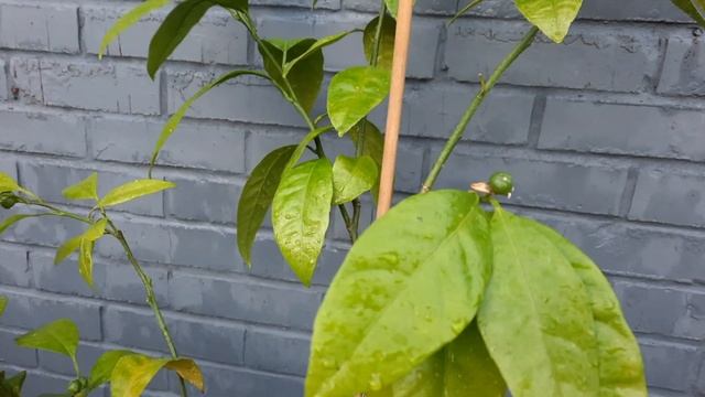 Стоит ли убирать цветы и завязи на молодых и плохо растущих цитрусовых? смотреть онлайн