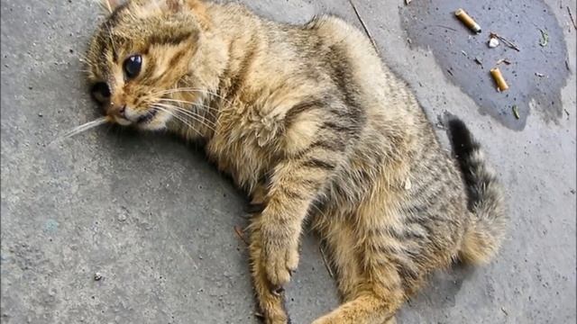 Уродливый кот до слёз смотреть онлайн