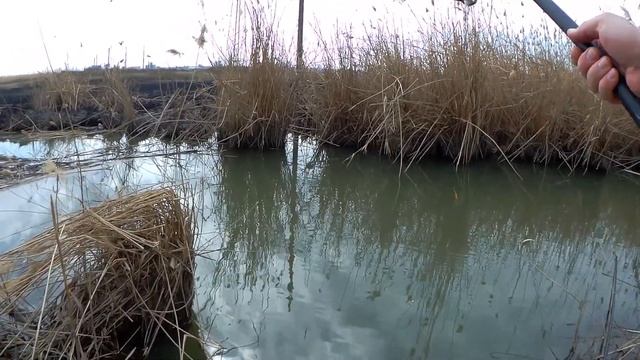 Весенняя рыбалка на карася. Карась атакует. Ловля на поплавочную удочку. Рыбалка на тесто. смотреть онлайн