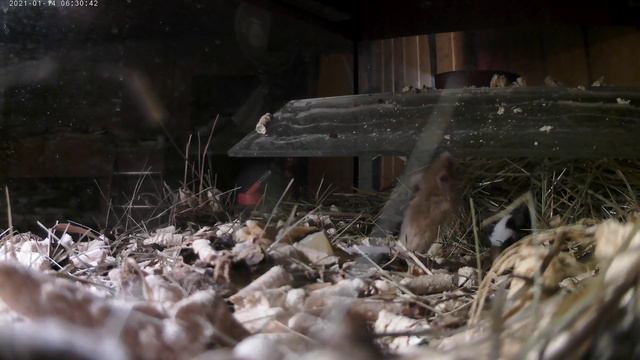 Тайная жизнь Мазайских мышей О_о смотреть онлайн