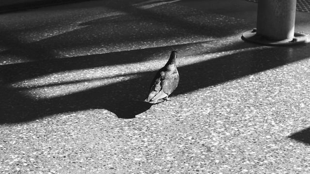 Fujifilm X-pro1 in 2024 смотреть онлайн