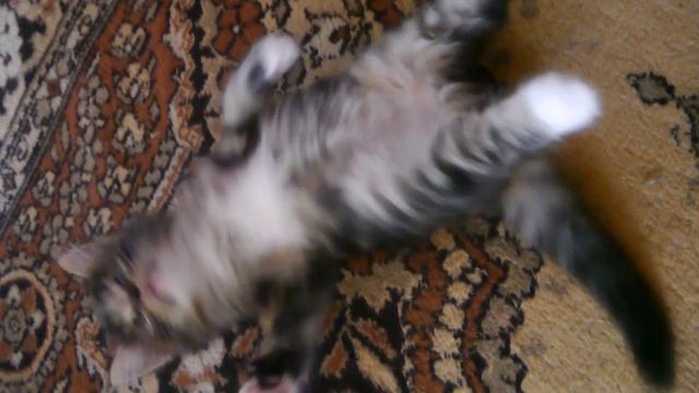 Норвежский лесной котёнок Уникум, 1,5 месяца, fashionpeak.ru смотреть онлайн