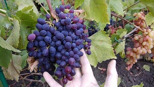 30 августа. Подкормка винограда калийно-фосфорными удобрениями смотреть онлайн