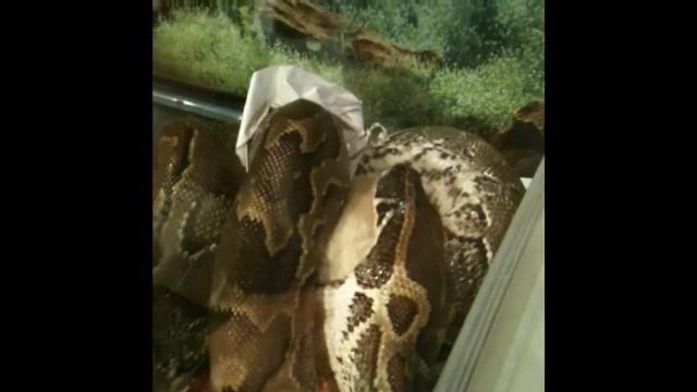 Goblin (african Rock Python) Brutal Eating 2 смотреть онлайн