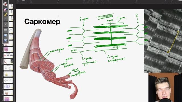 6.5. Строение саркомера | Анатомия к ЕГЭ | Георгий Мишуровский смотреть онлайн