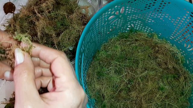 Мох для Орхидей | Живой Мох Сфагнум на Зимнее Хранение