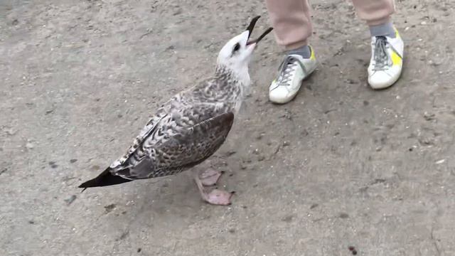 Seagull mocking Russian People #россия #новороссийск #чайка #море #морезовёт #краснодарскийкрай смотреть онлайн