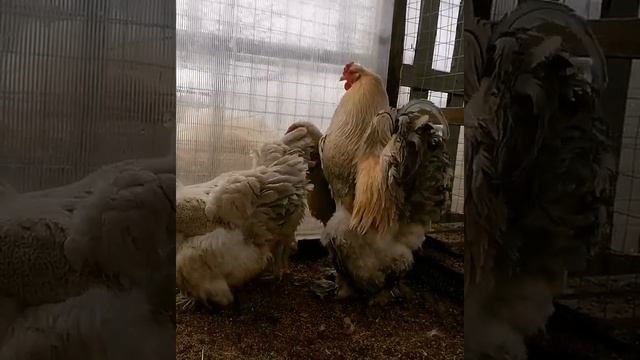 Брама Изабелла 2021 смотреть онлайн