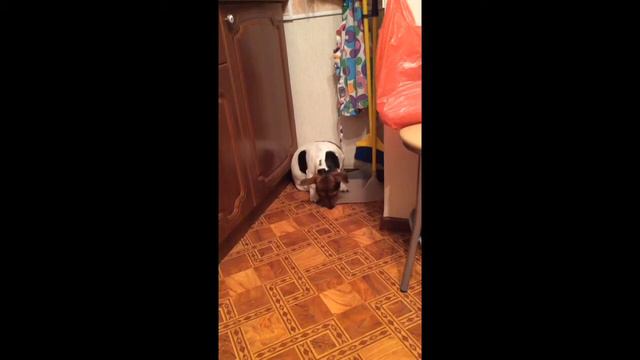 Моя собака видит ДУХА в квартире!!!! смотреть онлайн