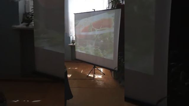 Открытый урок по английскому языку Казимова В.Г. 8 класс смотреть онлайн