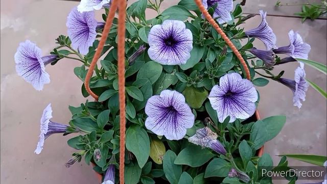 Petunias in Nurseries लूट लीजीये रंग बिरंगे फूल भरे पौधे जल्दी//Making of Petunia hanging baskets смотреть онлайн
