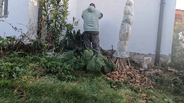 🌵🌴Зазимяване на средиземноморски растения в двора: зокум столетник кактус #градина #двор #растения смотреть онлайн