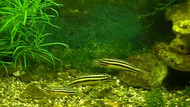 #Aquarium. Тетры королевские и др. смотреть онлайн