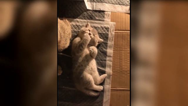 Милые, красивые, забавные МАЛЕНЬКИЕ КОШКИ, ЯНВАРЬ, КОРЗИНА, ПОЛНАЯ МИЛЫХ КОШЕК И НЕ ТОЛЬКО 2024 смотреть онлайн