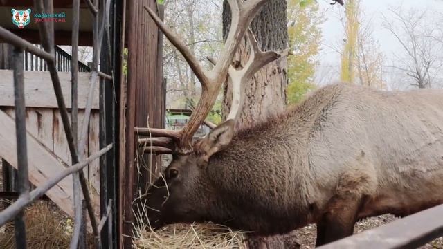 Первый снег ❄️ К нему наши обитатели отнеслись по-разному? смотреть онлайн