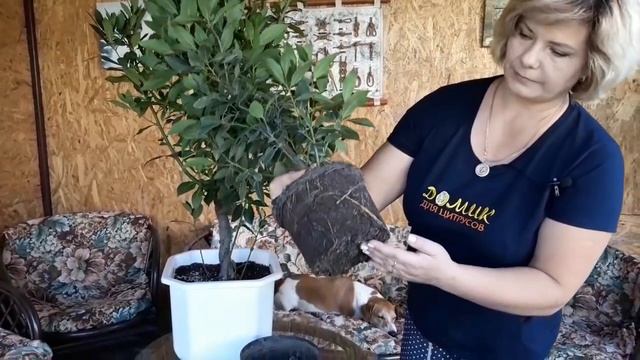 Лавровый лист ( Laurus nobilis ) смотреть онлайн