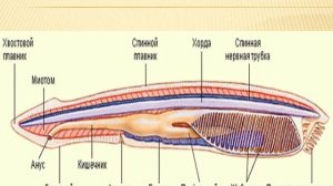 Тип Хордовые. Ланцетник