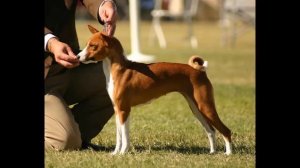 Басенджи. Описание породы