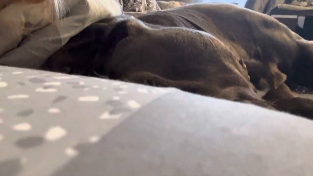 Титан спит- полностью прижавшись ко мне ❤️#tttt #canecorso смотреть онлайн