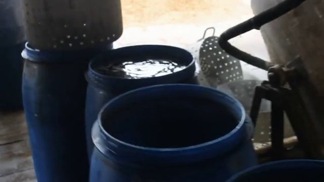 Белый гриб и его сородичи