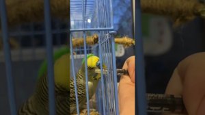 Как давать попугаю лекарство легко и правильно в клюв