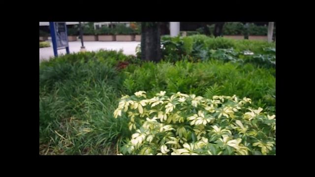 Pentax K-x 720p HD Video Test -- LaptopMemo смотреть онлайн