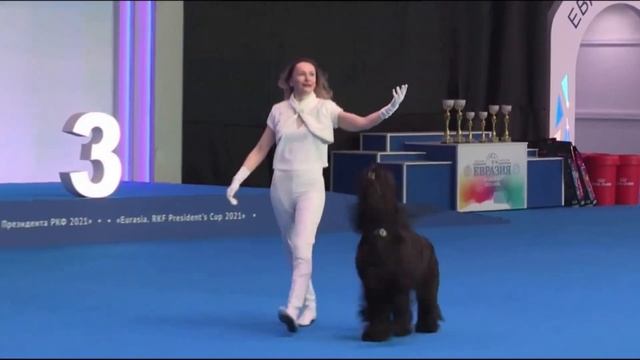 С наступающим НОвым 2022 годом! Танцы с собаками. Лучшие ;) смотреть онлайн