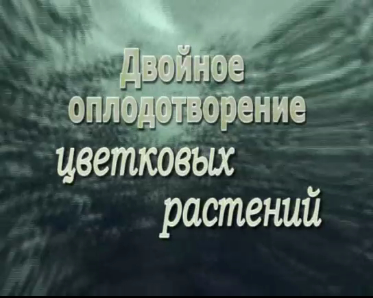 Двойное оплодотворение цветковых растений смотреть онлайн