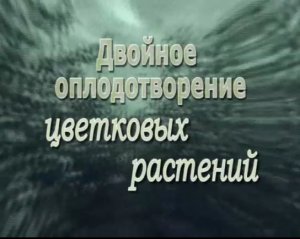 Двойное оплодотворение цветковых растений