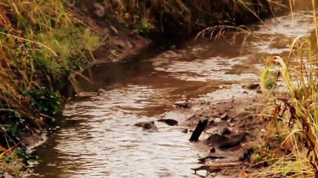 Природа Усть-Бюрской тайги. смотреть онлайн