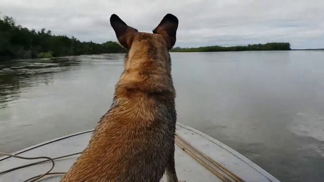Чукотка. Собака на носу лодки смотреть онлайн