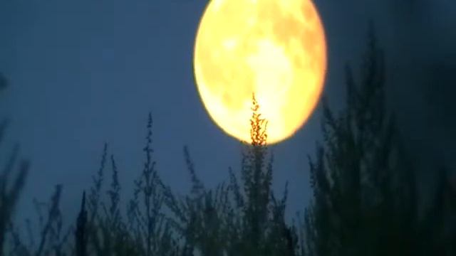 Взошла Луна! смотреть онлайн