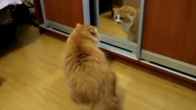 Очень злые кошки смотреть онлайн