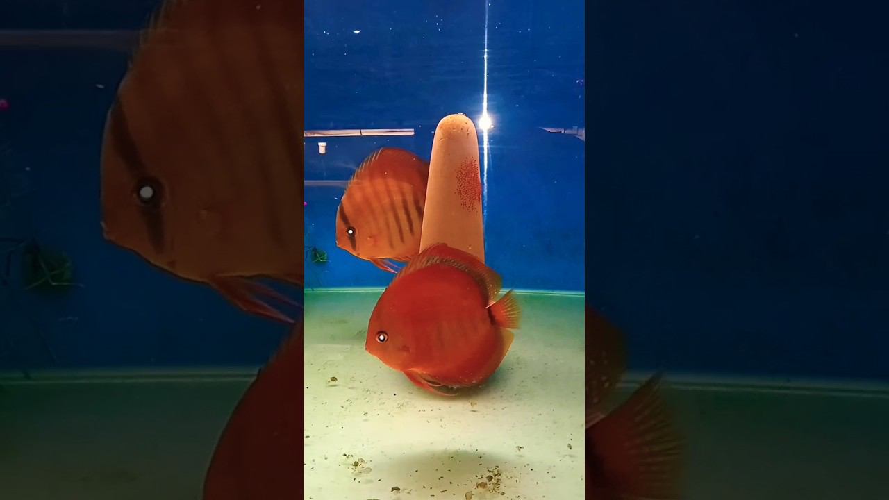 Туркисы опять отнерестились#aquarium #discus #дискусы #аквариум #аквариумныерыбки смотреть онлайн