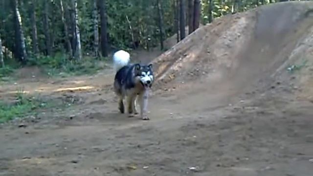 Alaskan Malamute – Irvis North 25 км Ездовая тренировка и площадка 23 авCLIP0012 смотреть онлайн