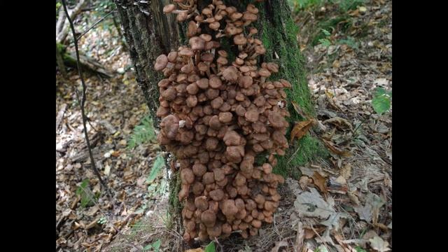 Armillaria ostoyae смотреть онлайн