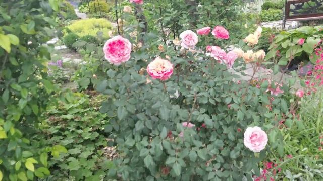 18.06.2021. С чем сочетать розу Коко локо. Что ещё цветет в саду. Все названия в описании под видео смотреть онлайн