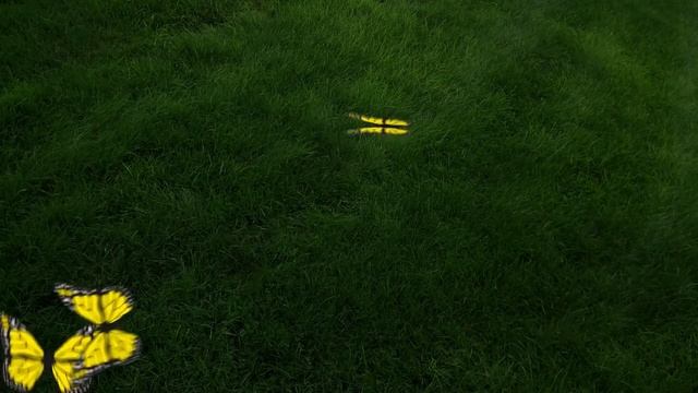 CAT GAMES - ? CATCHING BUTTERFLIES (ENTERTAINMENT VIDEOS FOR CATS TO WATCH)