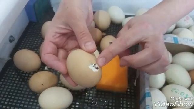 Как помочь цыпленку вылупиться. Проклев, вылуп цыпленка. смотреть онлайн