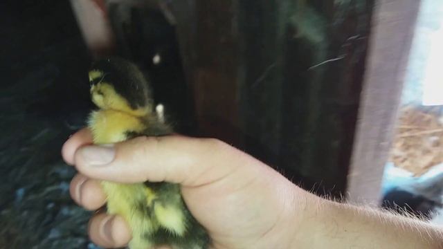 СЛОНЕ НЕ СКУЧНО )) ПОСЛЕДНИЙ КРЯКАЮЩИЙ УТЕНОК) смотреть онлайн