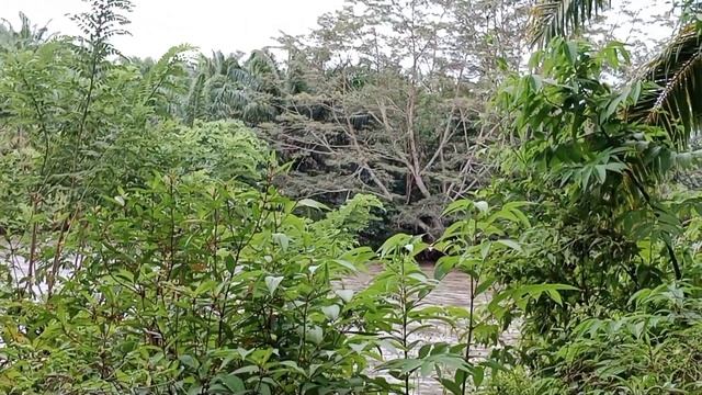 Pohon Aro Bahan Bonsai di Alam Liar смотреть онлайн