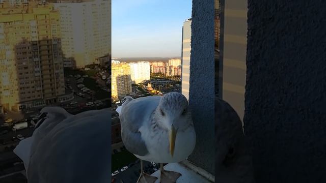 Как разговаривают чайки ? смотреть онлайн