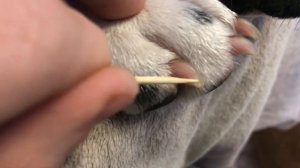 Как правильно подстричь когти собаке?/ Разбираем все нюансы