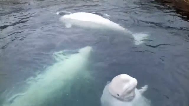 Белухи дельфины Приморье(2) смотреть онлайн