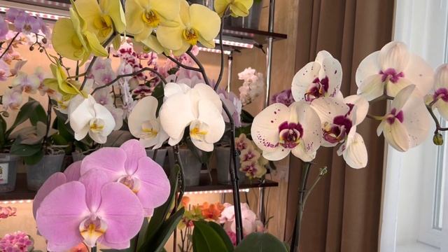 Самые Крупноцветковые Орхидеи в моей коллекции смотреть онлайн